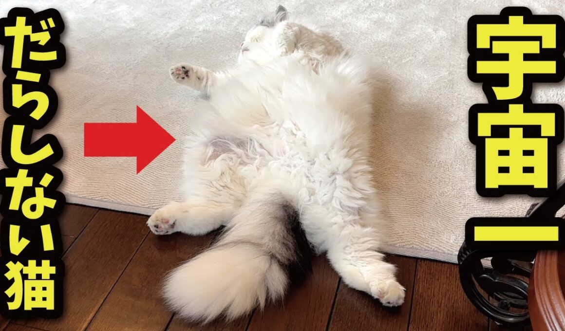 だらしない猫ってかわいいと思いませんか？【関西弁でしゃべる猫】【猫アテレコ】