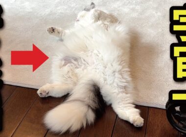 だらしない猫ってかわいいと思いませんか？【関西弁でしゃべる猫】【猫アテレコ】