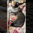 眠るネコ３匹。シャムの子ネコ雫が、いきなりのクシャミで、キジシロのルル、起こされ、ビックリw