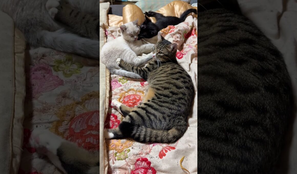 眠るネコ３匹。シャムの子ネコ雫が、いきなりのクシャミで、キジシロのルル、起こされ、ビックリw