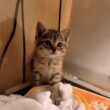 廃墟の中から救出した子猫のその後…