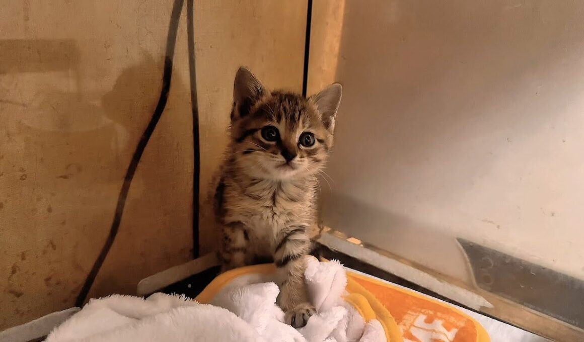 廃墟の中から救出した子猫のその後…
