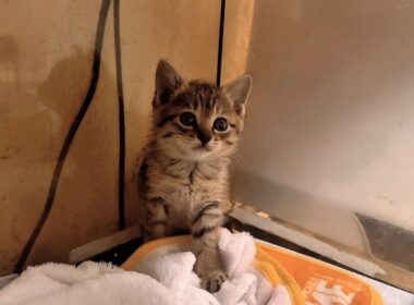廃墟の中から救出した子猫のその後…