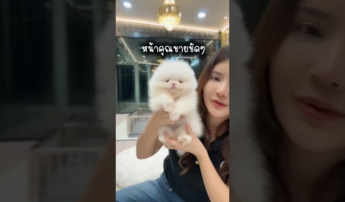 #pompom #pom #pomeranian #ปอมแท้ #ปอมทีคัพ #ปอมหน้าหมี  #ปอมน่ารัก #ปอมขาว #ปอมส้ม #ปอมหน้าสั้น