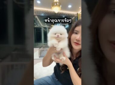 #pompom #pom #pomeranian #ปอมแท้ #ปอมทีคัพ #ปอมหน้าหมี  #ปอมน่ารัก #ปอมขาว #ปอมส้ม #ปอมหน้าสั้น