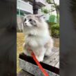 妖精のようなラグドール猫#猫のいる暮らし #ラグドール #ragdoll #大型猫 #子猫 #メインクーン #mainecoon