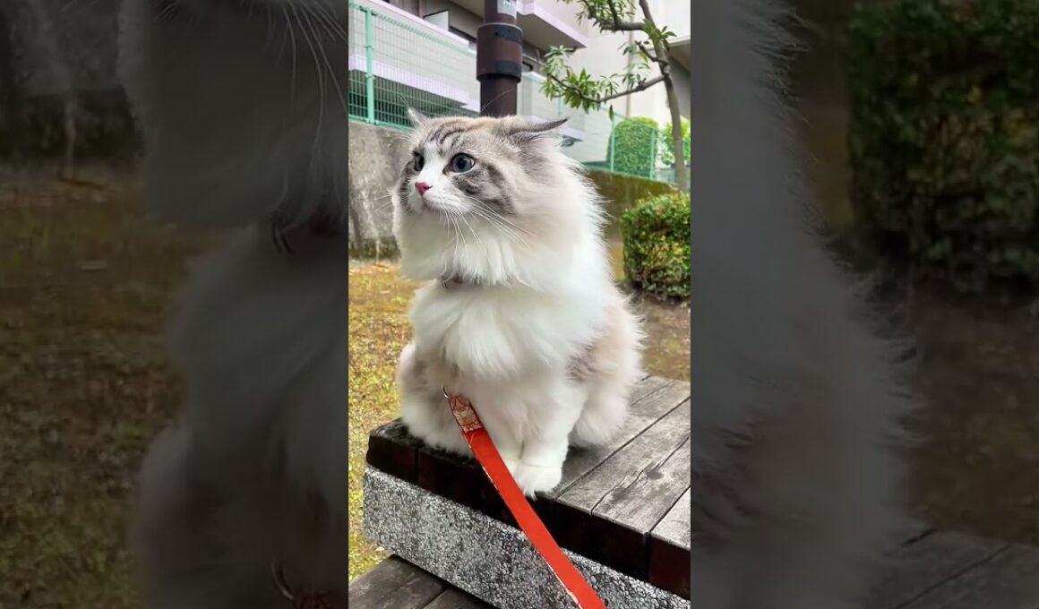妖精のようなラグドール猫#猫のいる暮らし #ラグドール #ragdoll #大型猫 #子猫 #メインクーン #mainecoon