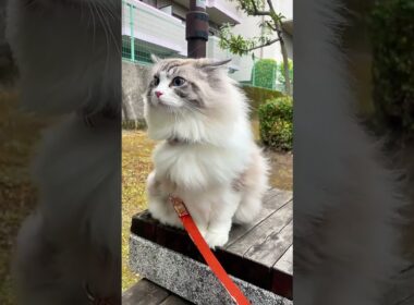 妖精のようなラグドール猫#猫のいる暮らし #ラグドール #ragdoll #大型猫 #子猫 #メインクーン #mainecoon