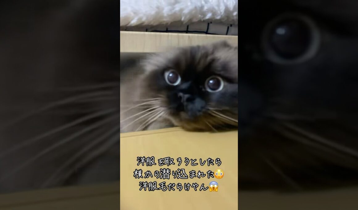 チェストに潜り込むチャイくん😂#cat #猫 #ヒマラヤン #猫好きさんと繋がりたい #もふもふ