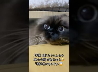 チェストに潜り込むチャイくん😂#cat #猫 #ヒマラヤン #猫好きさんと繋がりたい #もふもふ