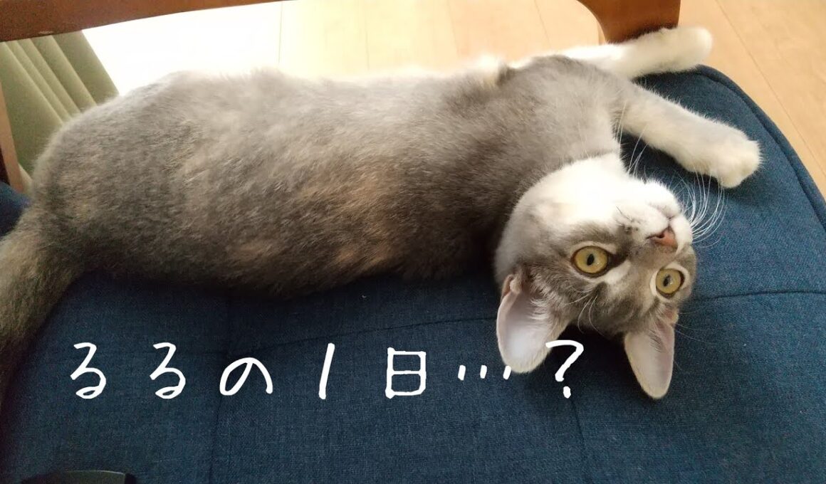 【るるの１日】ルーティンを撮りたかったお母さん…【アメリカンカールの立ち耳の猫るるちゃん】