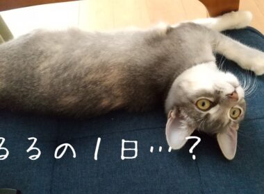 【るるの１日】ルーティンを撮りたかったお母さん…【アメリカンカールの立ち耳の猫るるちゃん】
