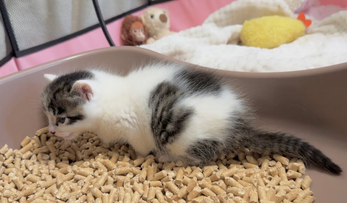初トイレの後そのまま寝落ちしちゃった子猫【坊ちゃん日記#3】Kitten that slept on the spot after its first toilet.