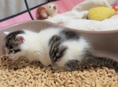 初トイレの後そのまま寝落ちしちゃった子猫【坊ちゃん日記#3】Kitten that slept on the spot after its first toilet.