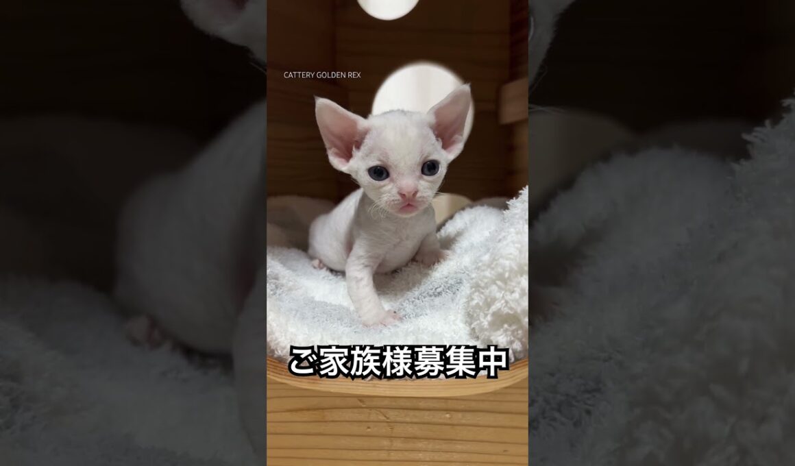ご家族様募集中！デボンレックスの女の子、2025年9月5日生まれ。 #デボンレックス #デボンレックス子猫 #デボンレックスブリーダー #devonrex #ホワイト #子猫 #ご家族様募集中