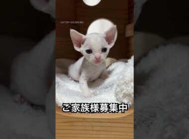 ご家族様募集中！デボンレックスの女の子、2025年9月5日生まれ。 #デボンレックス #デボンレックス子猫 #デボンレックスブリーダー #devonrex #ホワイト #子猫 #ご家族様募集中