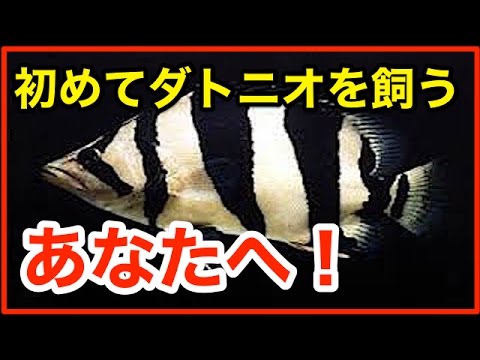 《初めてダトニオを飼うあなたへ！》ダトニオ・シャムタイガーの飼育方法を全て教えます！