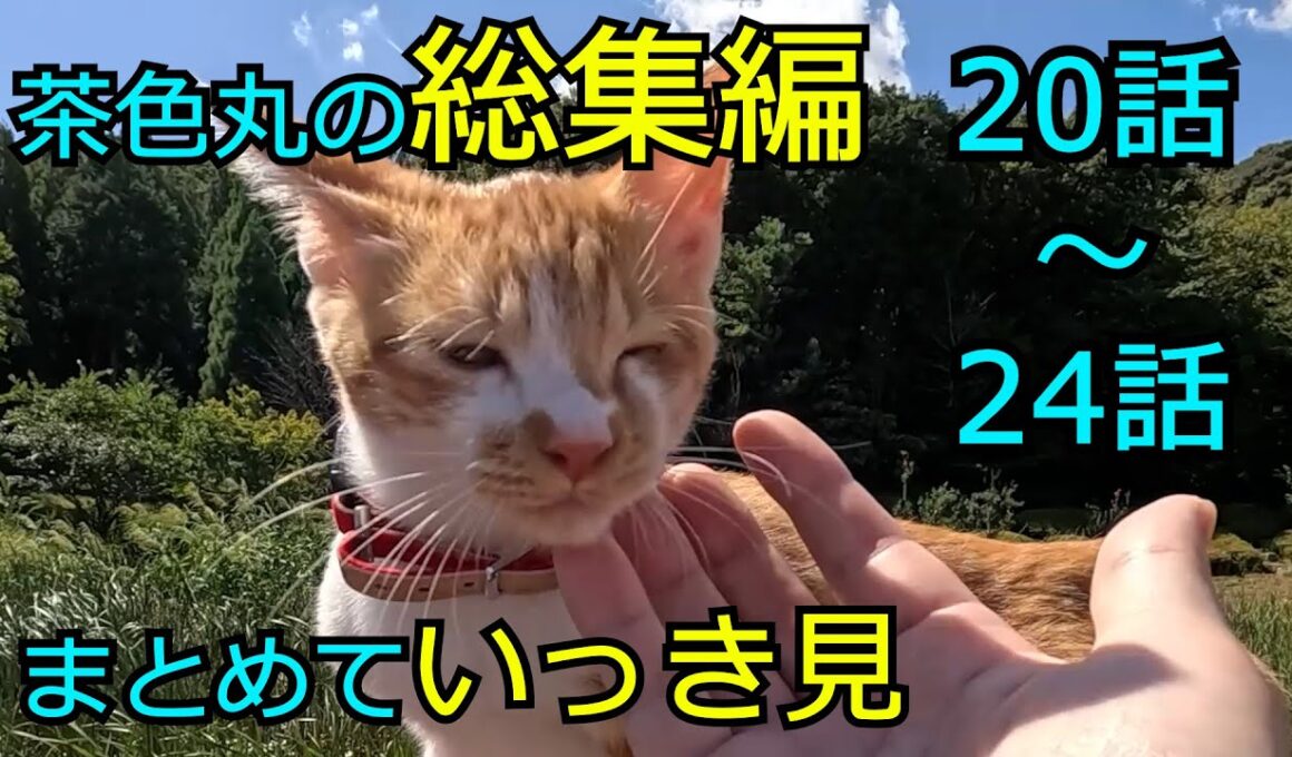 【第20話～24話】片目が潰れた子猫、茶色丸の総集編