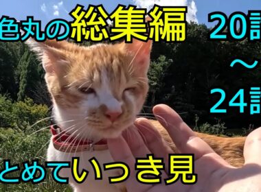 【第20話～24話】片目が潰れた子猫、茶色丸の総集編