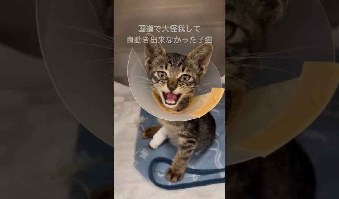 国道で深刻な大怪我をした子猫は交通事故じゃなかった？それが意味するものは…  #shorts #保護猫 #子猫