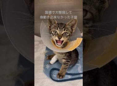 国道で深刻な大怪我をした子猫は交通事故じゃなかった？それが意味するものは…  #shorts #保護猫 #子猫