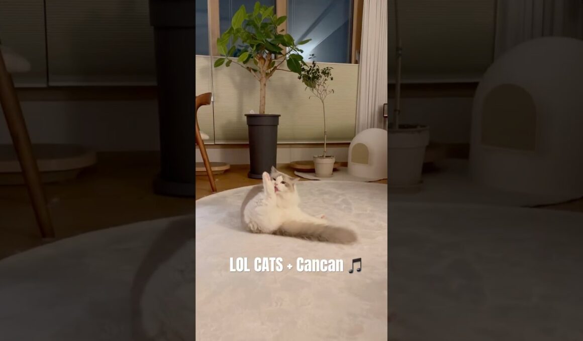 Funny but So Cute! Ragdoll Cats 🎶🐱