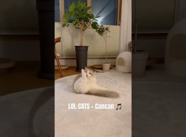 Funny but So Cute! Ragdoll Cats 🎶🐱