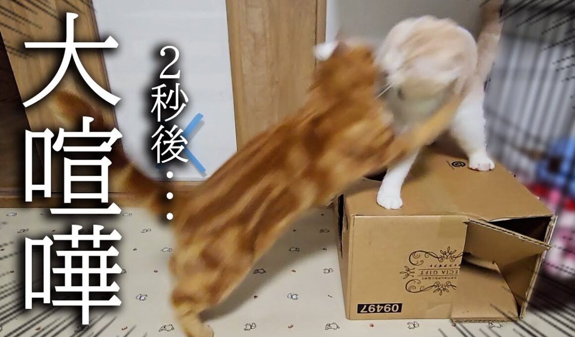 深夜に子猫と母猫が初めて大喧嘩したら犬の行動に驚きました...