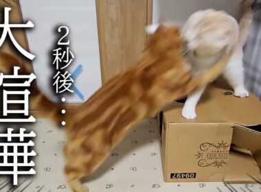 深夜に子猫と母猫が初めて大喧嘩したら犬の行動に驚きました...