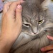 付き合いの良い猫　ラガマフィン　サイベリアンA friendly cat. Ragamuffin. Siberian
