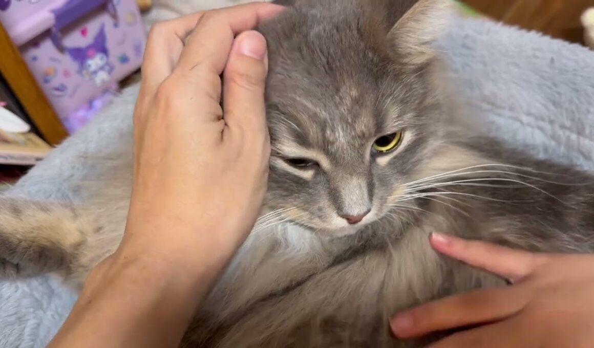 付き合いの良い猫　ラガマフィン　サイベリアンA friendly cat. Ragamuffin. Siberian