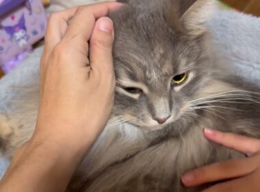 付き合いの良い猫 ラガマフィン サイベリアンA friendly cat. Ragamuffin. Siberian