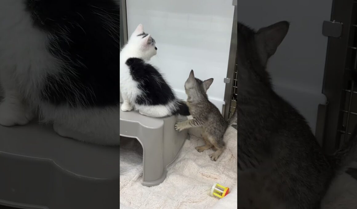 ママに会いたい🤱家族がほしい子猫🍼🐱