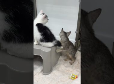 ママに会いたい🤱家族がほしい子猫🍼🐱