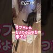ロシブル💗ラブちゃん・スチールゲート  #ねこ  #ラブちゃん  #ロシアンブルー