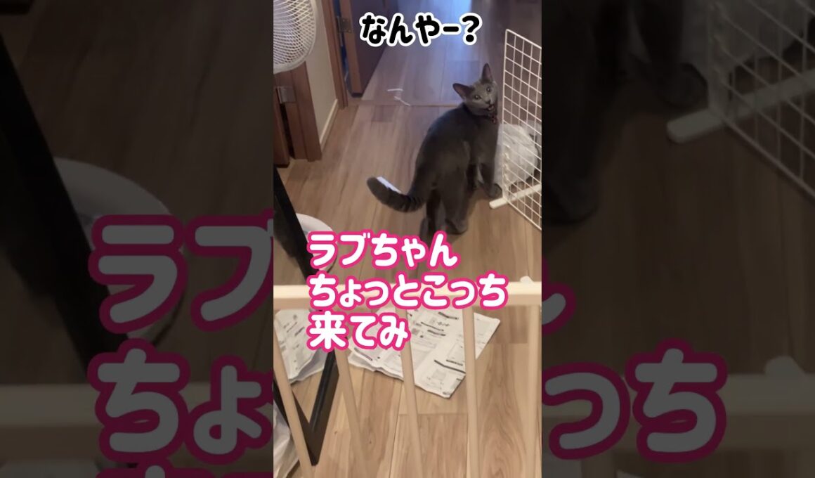 ロシブル💗ラブちゃん・スチールゲート  #ねこ  #ラブちゃん  #ロシアンブルー