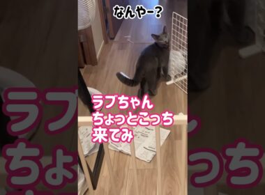 ロシブル💗ラブちゃん・スチールゲート  #ねこ  #ラブちゃん  #ロシアンブルー