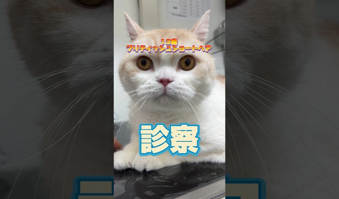 吐き気が止まらない13歳のブリティッシュショートヘアが動物病院にやってきた！