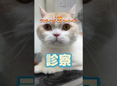 吐き気が止まらない13歳のブリティッシュショートヘアが動物病院にやってきた！