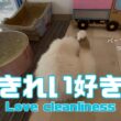 バーマン猫ラフ【きれい好き】Love cleanliness（バーマン猫）Birman/Cat