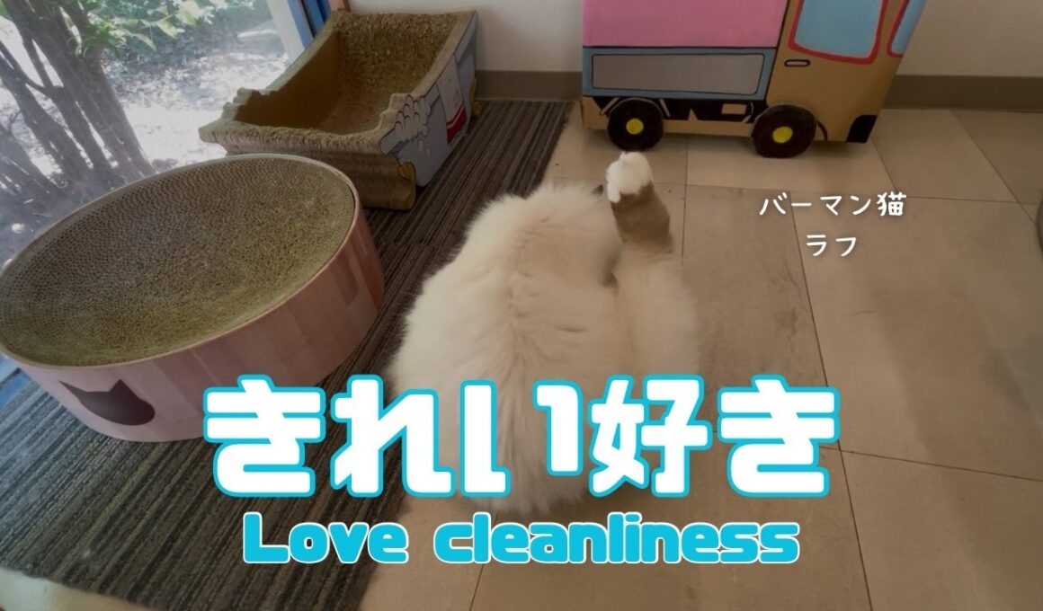 バーマン猫ラフ【きれい好き】Love cleanliness（バーマン猫）Birman/Cat