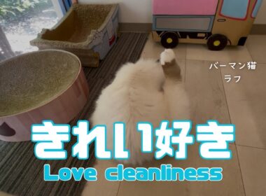 バーマン猫ラフ【きれい好き】Love cleanliness（バーマン猫）Birman/Cat