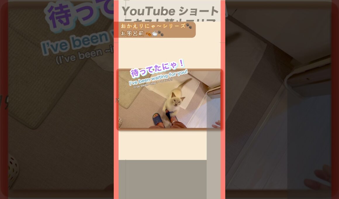 おかえりにゃ〜💛お風呂前のジャンプ抱っこ&見守りラクトくん🐱【猫 トンキニーズ】Jump hug & right here… 👀🐾 #ジャンプ抱っこ #おかえりにゃ #猫
