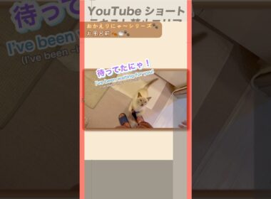 おかえりにゃ〜💛お風呂前のジャンプ抱っこ&見守りラクトくん🐱【猫 トンキニーズ】Jump hug & right here… 👀🐾 #ジャンプ抱っこ #おかえりにゃ #猫
