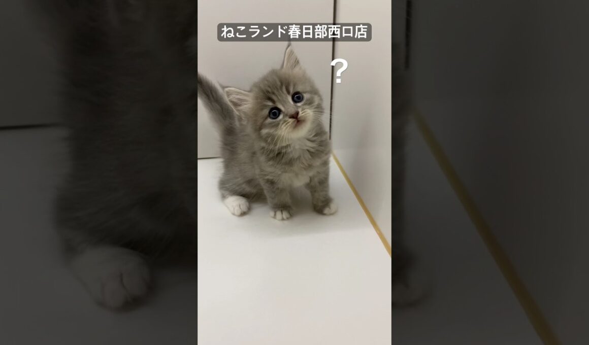 【子猫販売】#サイベリアン #ねこ #ブリーダー #ねこランド #春日部