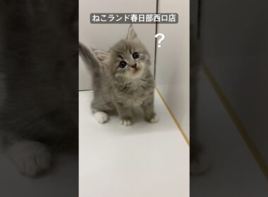 【子猫販売】#サイベリアン #ねこ #ブリーダー #ねこランド #春日部