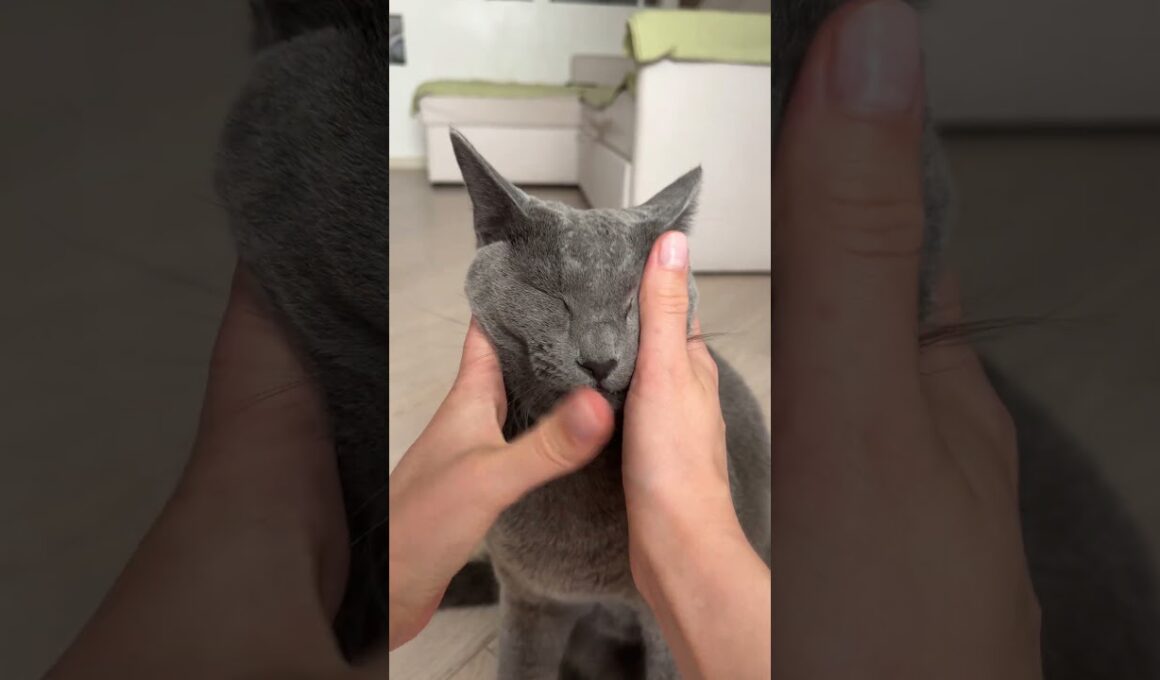What a sweet bun 🐥 #cuddlingcats #greycat #greeneyescat #cutecat