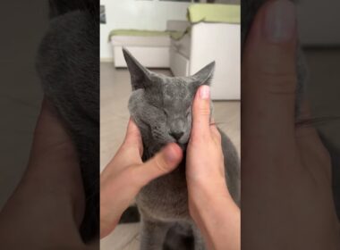 What a sweet bun 🐥 #cuddlingcats #greycat #greeneyescat #cutecat