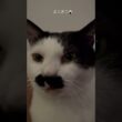おにぎりに似た猫
