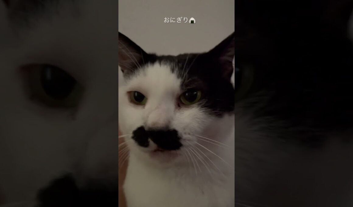 おにぎりに似た猫